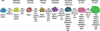 The progress of pluripotent stem cell-derived pancreatic β-cells regeneration for diabetic therapy